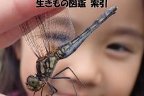 湘南自然誌 索引（2025.1.8）アイキャッチ