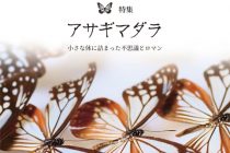 Vol.38アイキャッチ