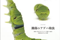 Vol.41表紙アイキャッチ